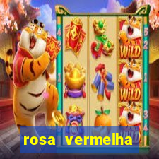 rosa vermelha (letra e cifra)
